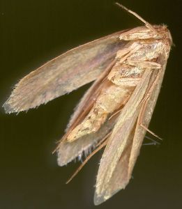 Klædemøl (Tineola bisselliella)