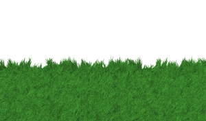 Grøn græsplæne