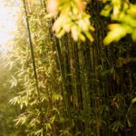 Sådan kan du slippe af med bambus uden brug af gift