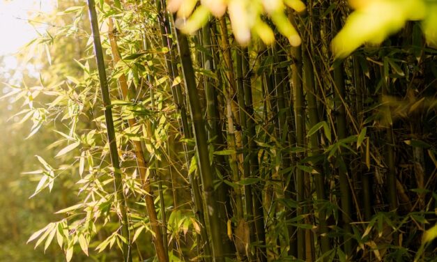 Sådan kan du slippe af med bambus uden brug af gift
